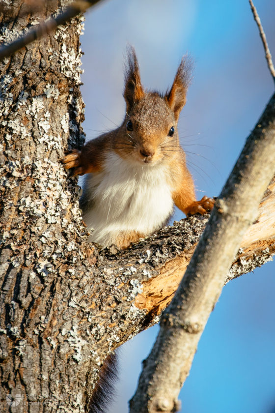 292/365 Squirrel!